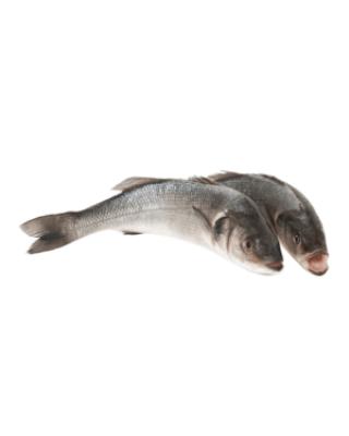 生鲜 冰冻海鲈鱼  一条 约400-500g