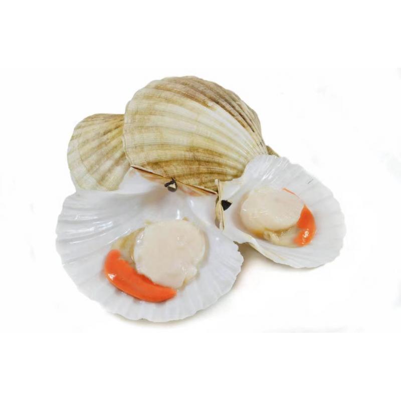 生鲜半壳扇贝500g 预售周五11月11日 到货 海鲜肉类 海鲜蔬肉 开元亚超 德国在线亚洲食品超市 欧洲在线亚洲食品超市 39欧起包邮 全欧配送 调料 干货 主食 零食 冰鲜 厨具 德国开元周游
