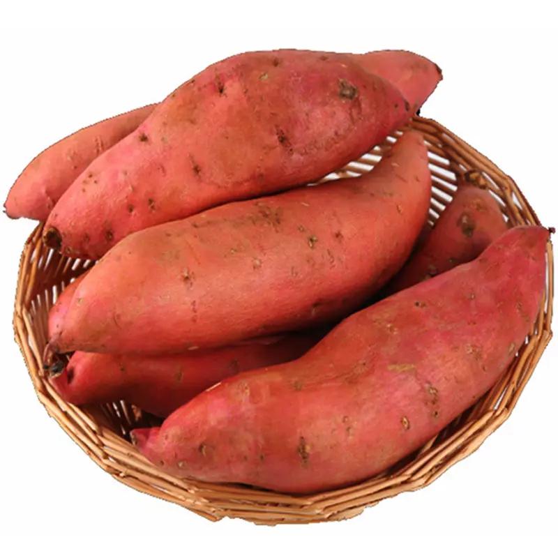 生鲜 日本番薯 板栗番薯 番薯 地瓜 约1kg/Süßkartoffeln und Süßkartoffeln 1kg