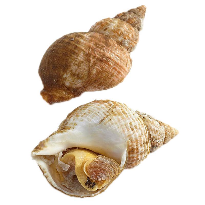 生鲜 冷冻 海螺 熟冻整海螺1kg