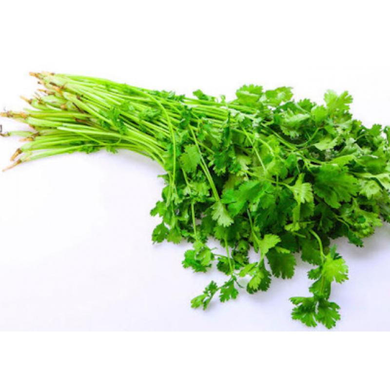 【München】 香菜 (带根) Thai koriander mit wurzel 100g