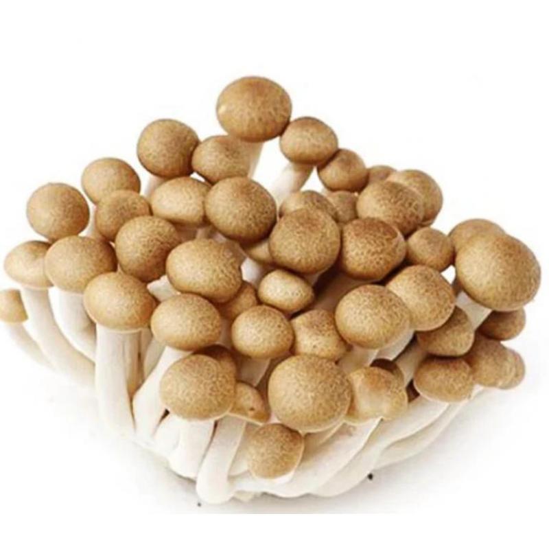 【München】蟹味菇 Shimeji Braun Pilze 150g