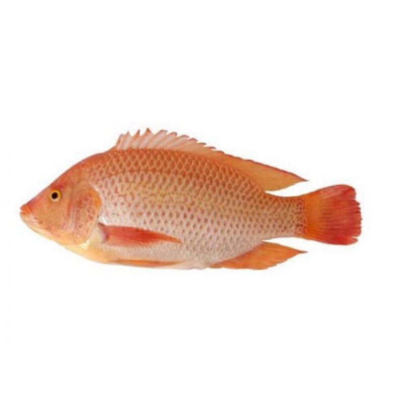 【München】Asian Pearl 红罗非鱼 整条 Roter Tilapia, ganz 0.8-1.1kg 