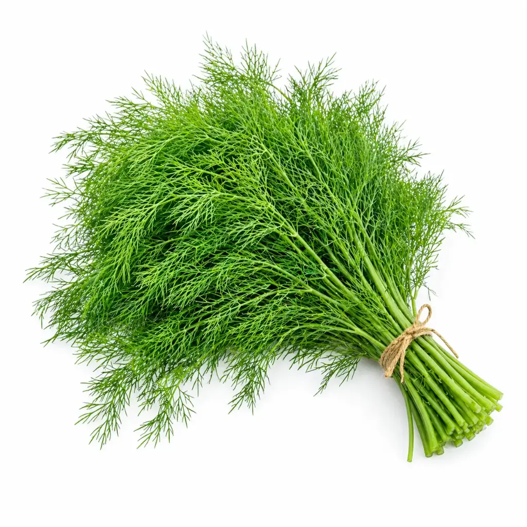 【München】莳萝 Dill 1 Bund