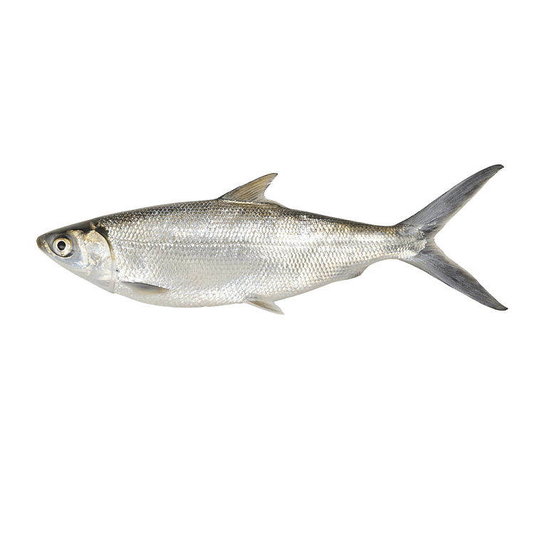 【München】Fisher Farms 牛奶鱼/虱目鱼 Cá măng Milchfisch ganz 600-800g